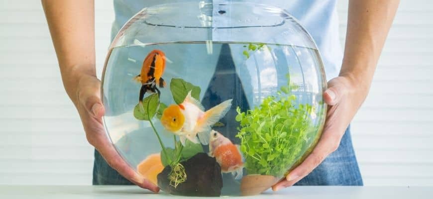 Goldfish Freshwater Tank Setup & Ideas