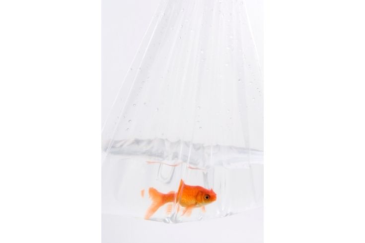 Goldfish in a bag
