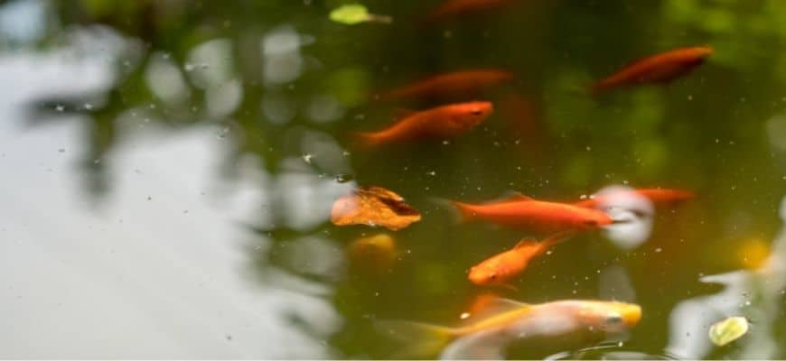 Goldfish pond