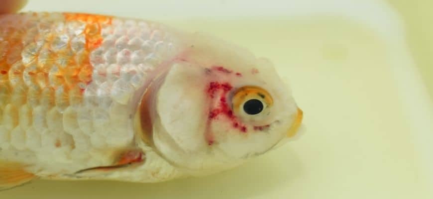 Red spots on head of lionhead goldfish due to ammo