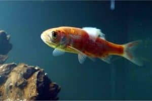 Curated visual reference: Fresh Look at Goldfish Fungus