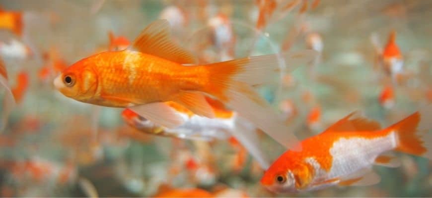 How Many Goldfish in a 30 & 35 Gallon Tank Should You Have