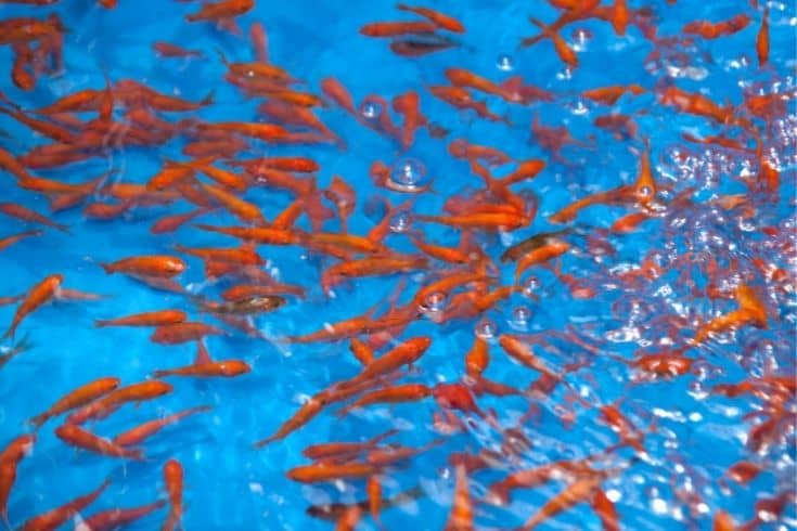goldfish in pond with blue water