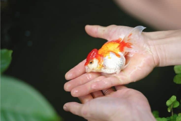 holding a goldfish