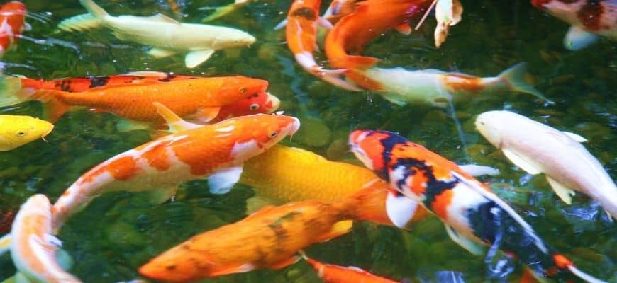 Can Koi and Goldfish Live Together?