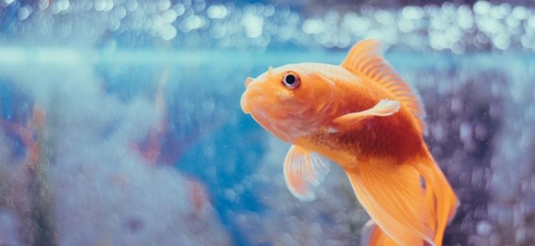 oriental goldfish in a fish tank