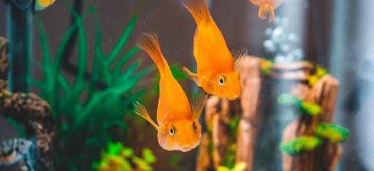 two goldfish in aquarium