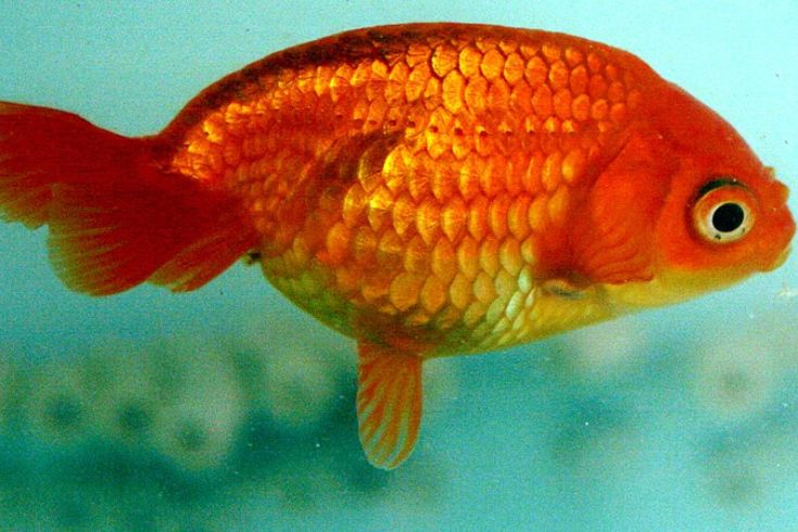Eggfish Goldfish