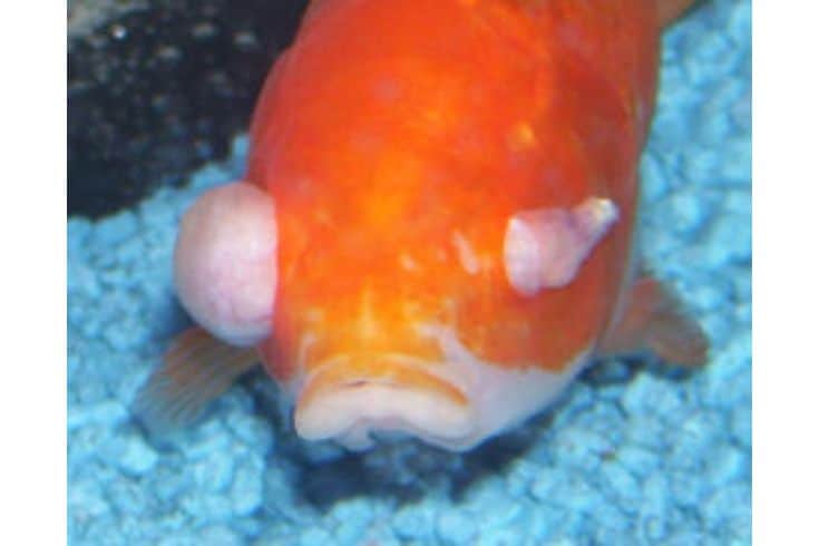 Goldfish eye problem
