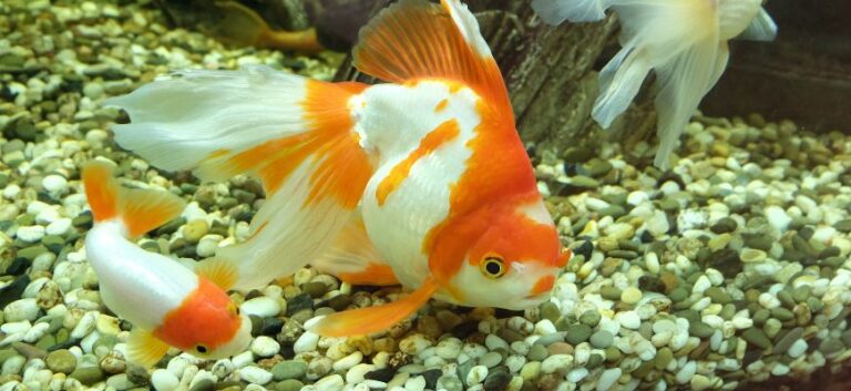 Goldfish in aquarium with gravel