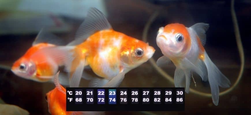 Goldfish with temperature