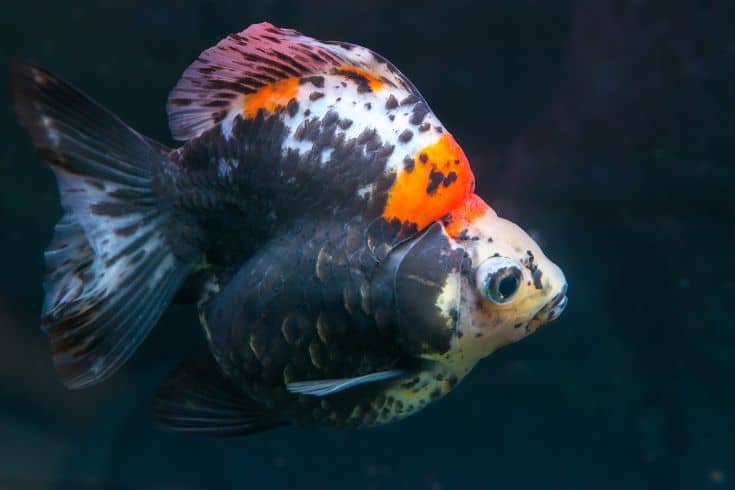 Japanese Ryukin goldfish