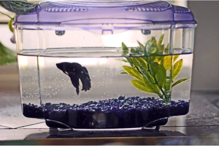 Small fish tank with cover