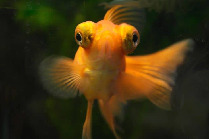 Telescope goldfish