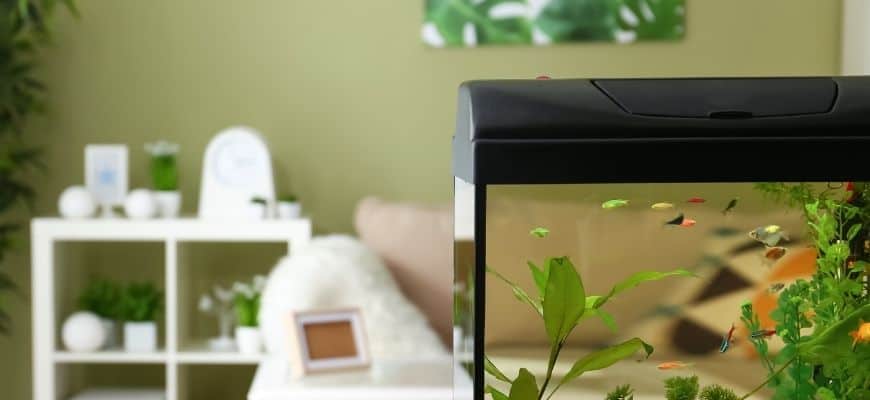 aquairum with a cover