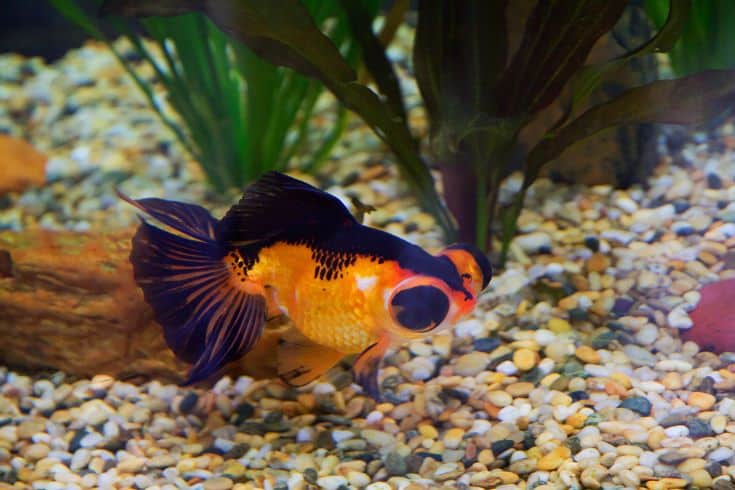 goldfish with bulging eye