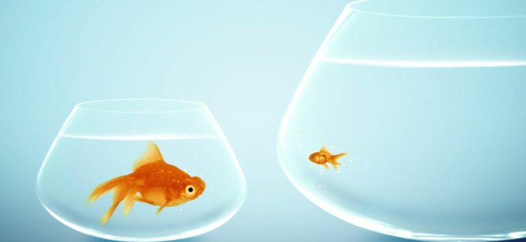 small and medium sized goldfish