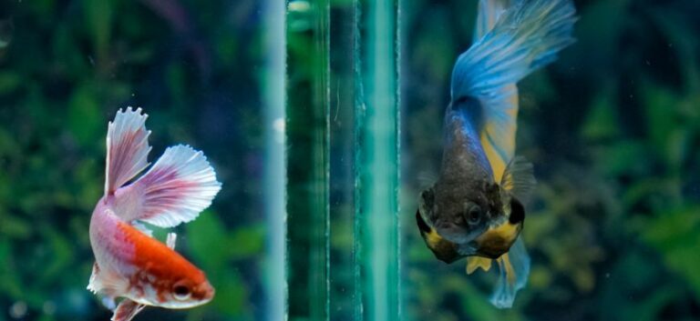 Betta fish in two separate aquariums