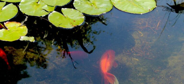 Goldfish in a pond
