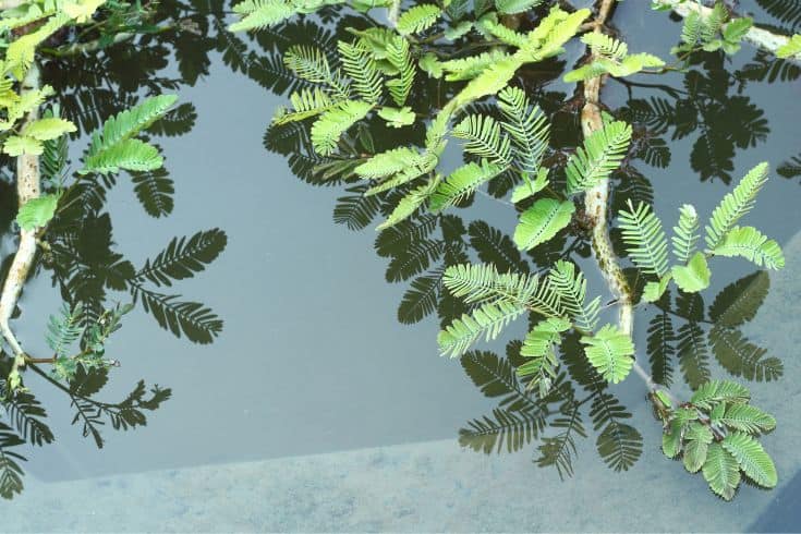 Water mimosa Sensitive Plant