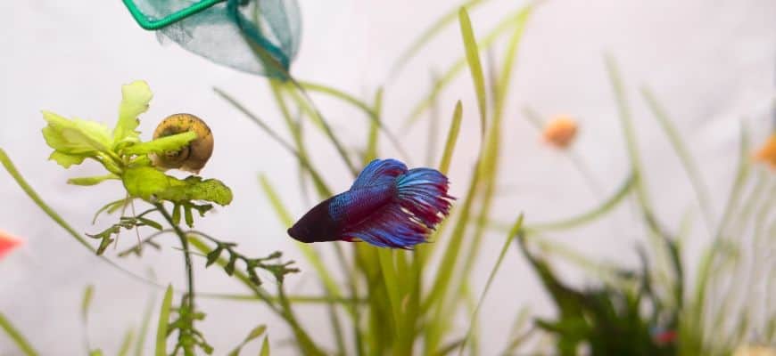 How Many Betta Fish in a 40 and 50 Gallon Tank?