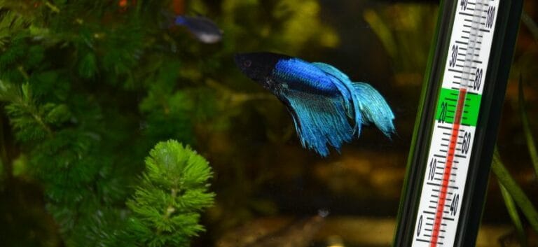 betta fish with a temperature