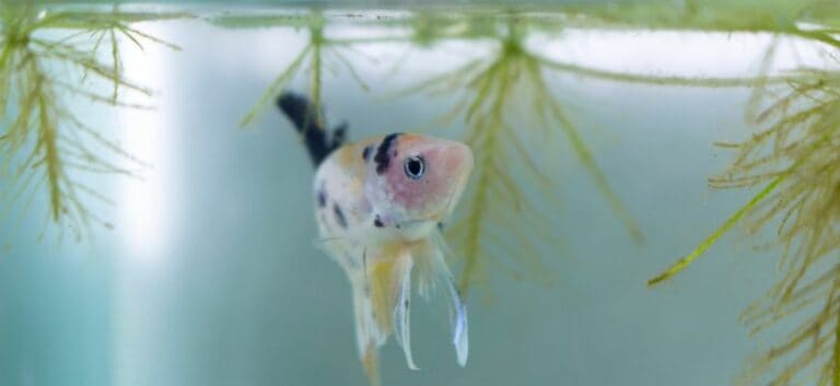 koi betta fish