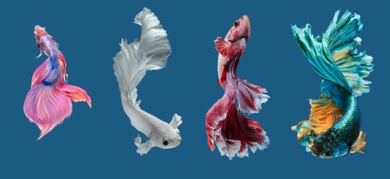 Betta fish tails
