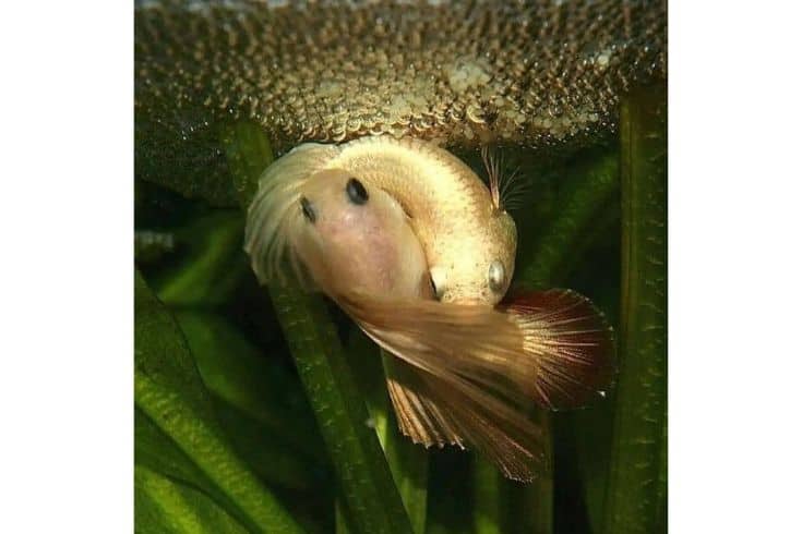 double tail betta mating