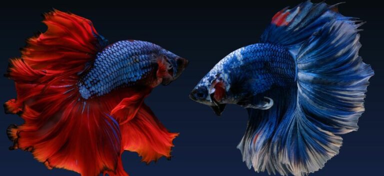 halfmoon betta fish