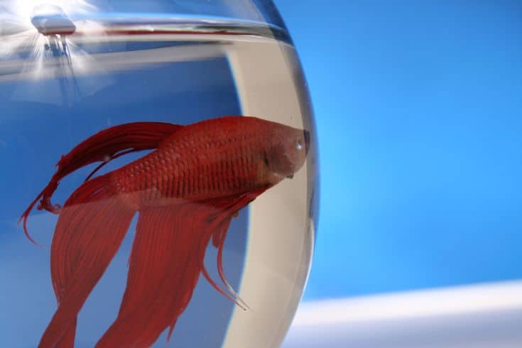 red betta fish in a bowl