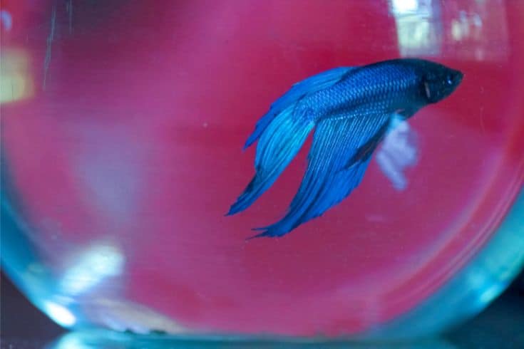 siamese fighting fish in a bowl