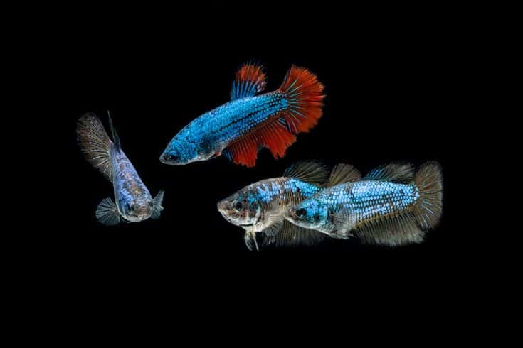 3 femal betta fish