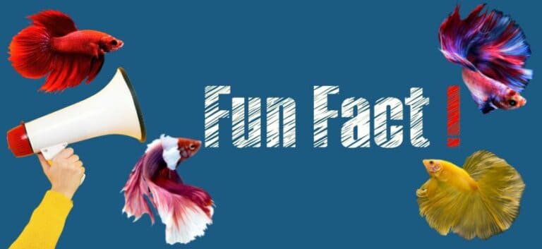 betta fish facts for kids