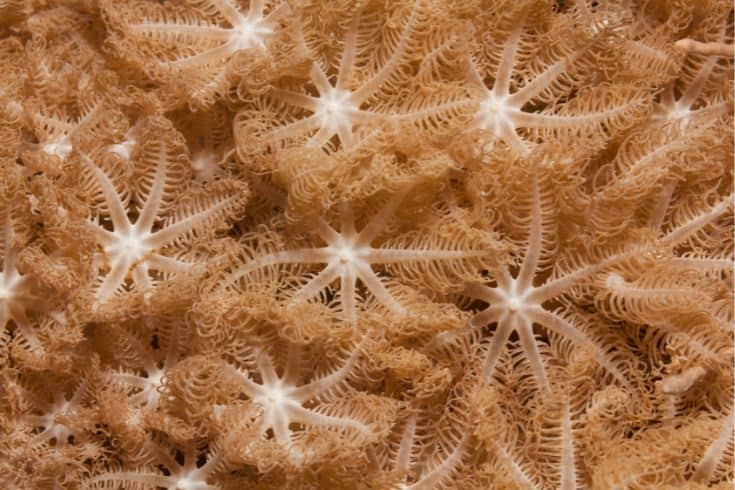 Anthelia Corals