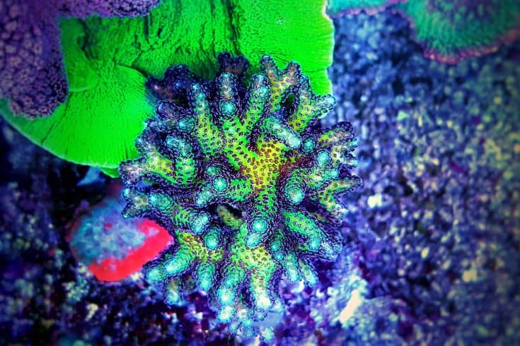 Birdsnest Coral, Aquacultured - (Seriatopora hystrix)