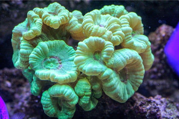 Candy Cane Corals