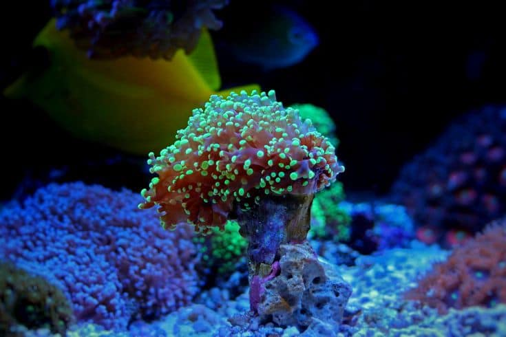 Frogspawn Corals