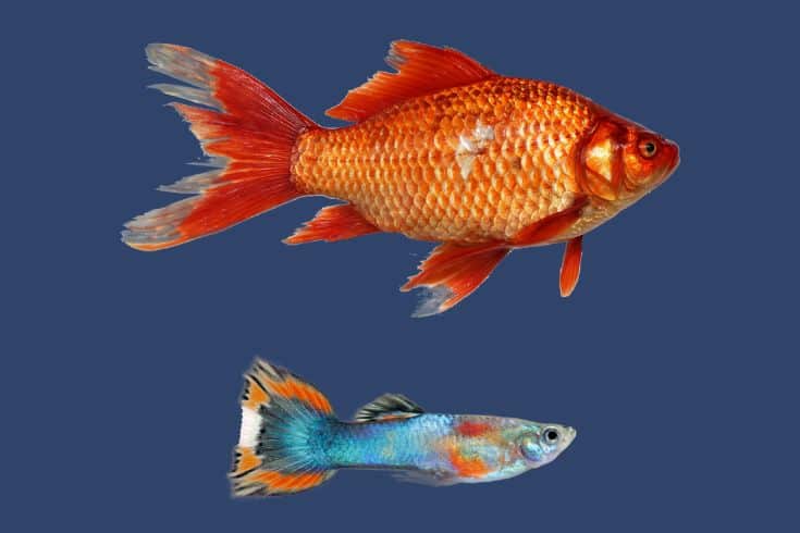 Goldfish and Guppy Size Comparison