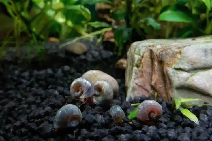 Pest Snails