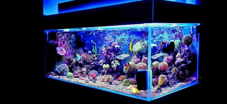 corals on an aquarium