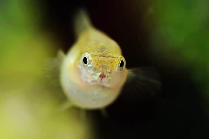 guppy front picture
