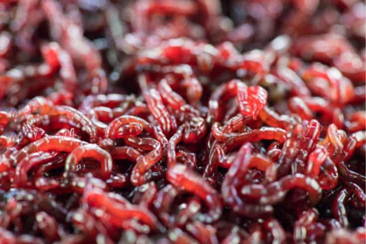 live bloodworms