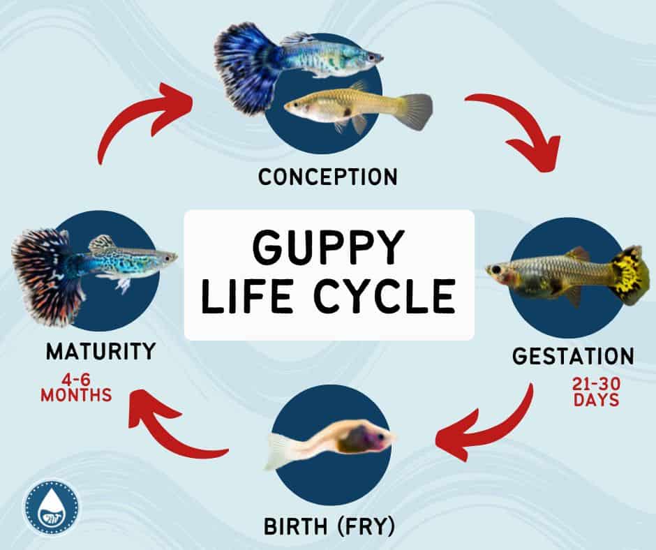 GUPPY LIFE CYCLE infographics