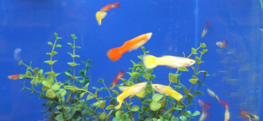 how to stop guppies from breeding