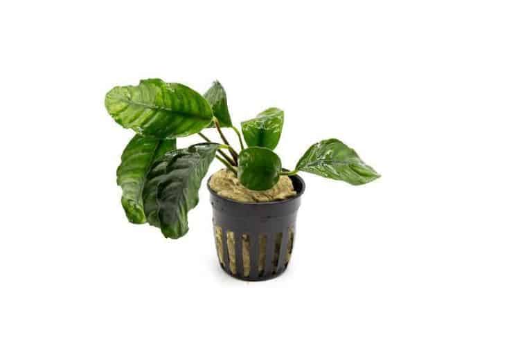 Anubias barteri var “Coffeefolia”