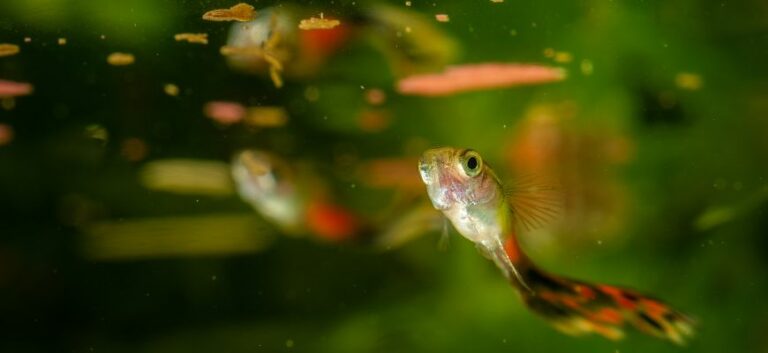guppies not eating