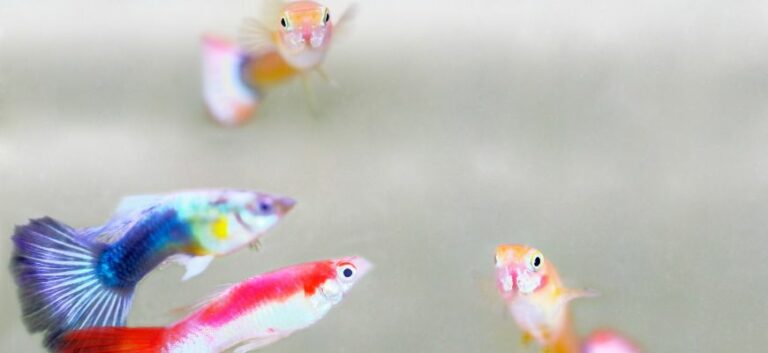 when do guppies get their color