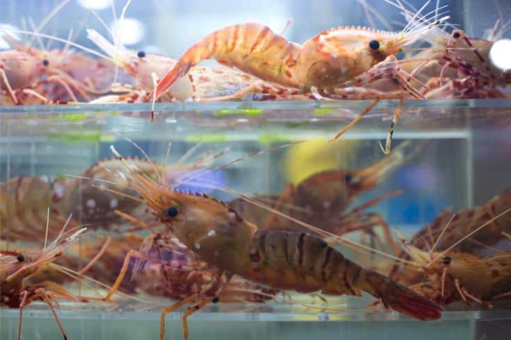 types of freshwater shrimp