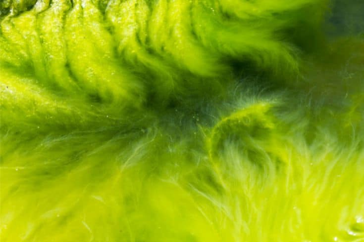 Algae cotonny growth